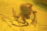 Fossil Beetle (Coleoptera) & Spider (Aranea) In Baltic Amber #73356-1